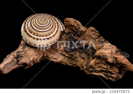 Architectonica perspectiva Shell on driftwood 126472673