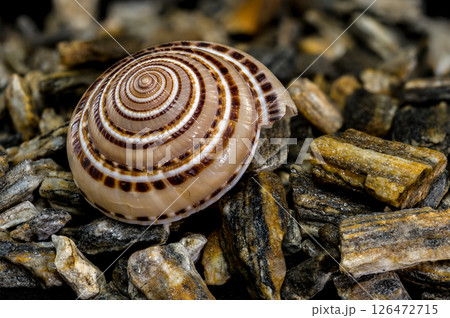 Architectonica perspectiva Shell on Natural Rocks 126472715