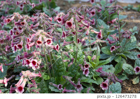 アカヤジオウの花 126473278