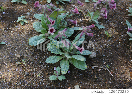 アカヤジオウの花 126473280