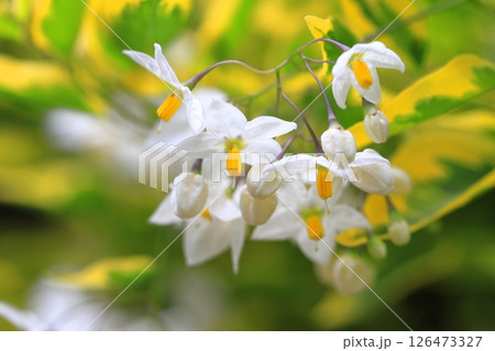 斑入りの蔓花茄子(ツルハナナス) 斑入りの蔓花茄子(ツルハナナス) 126473327