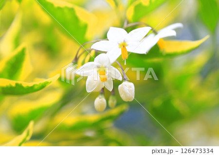 斑入りの蔓花茄子（ツルハナナス） 126473334