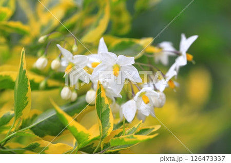 斑入りの蔓花茄子(ツルハナナス) 斑入りの蔓花茄子(ツルハナナス) 126473337