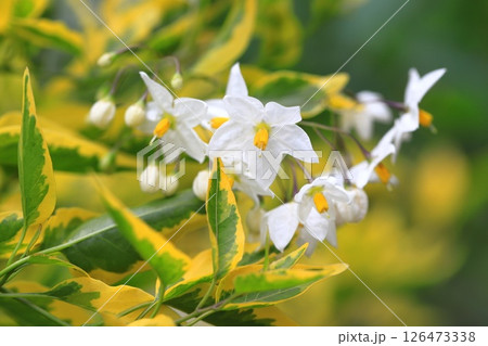 斑入りの蔓花茄子（ツルハナナス） 126473338