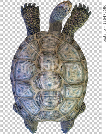 Giant tortoise 126473596
