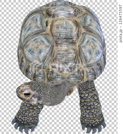 Giant tortoise 126473597