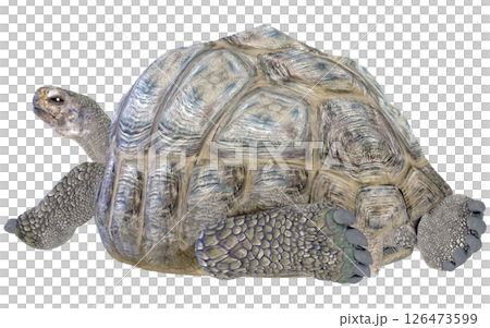 ゾウガメ 126473599