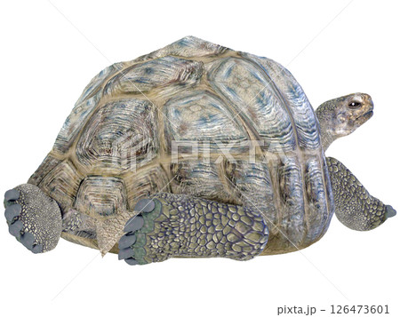 ゾウガメ 126473601