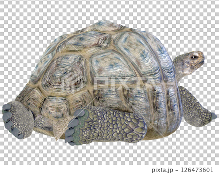 ゾウガメ 126473601