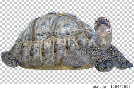 ゾウガメ 126473602