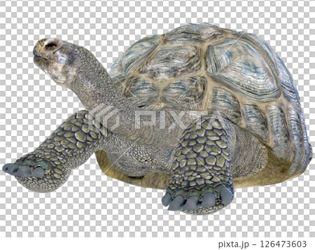 ゾウガメ 126473603
