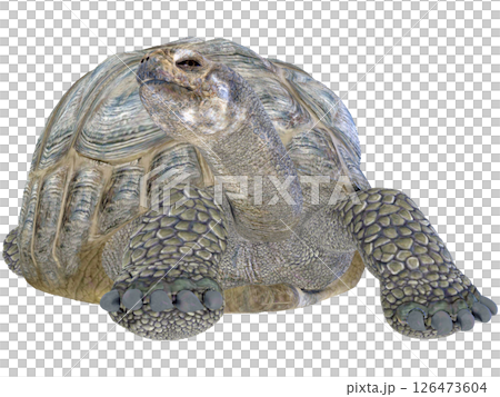 ゾウガメ 126473604