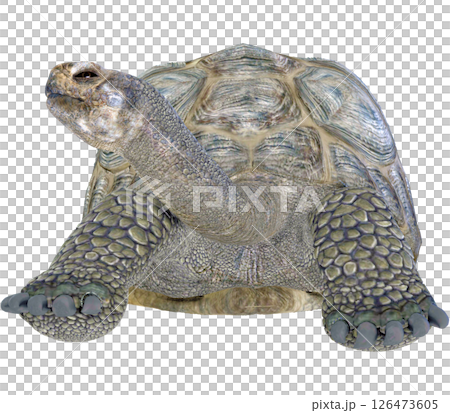 ゾウガメ 126473605