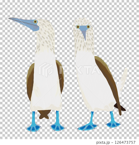 用油畫筆繪製的藍腳鰹鳥插圖。一組正面和側面視圖。剪貼畫。插圖。 PNG。 126473757