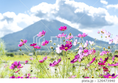 八幡ビューポイントパーキングからの羊蹄山 俱知安町 八幡ビューポイントパーキングからの羊蹄山 俱知安町 126473940