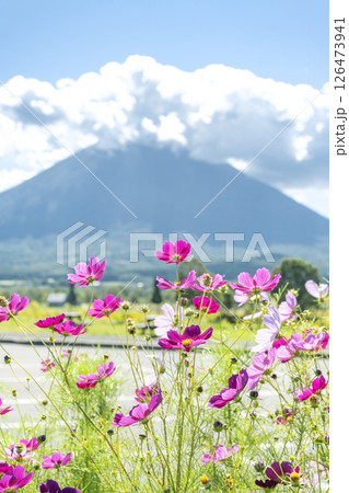 八幡ビューポイントパーキングからの羊蹄山 俱知安町 八幡ビューポイントパーキングからの羊蹄山 俱知安町 126473941