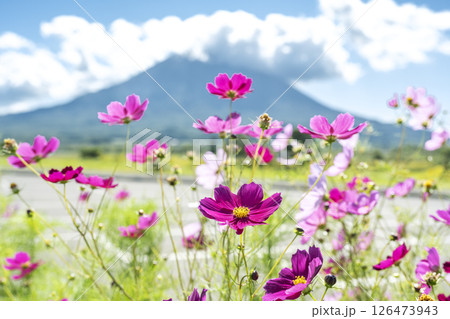 八幡ビューポイントパーキングからの羊蹄山　俱知安町 126473943