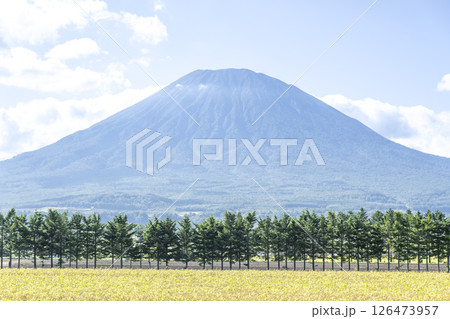 収穫後の大豆畑とトドマツの防風林、羊蹄山 倶知安町 収穫後の大豆畑とトドマツの防風林、羊蹄山 倶知安町 126473957