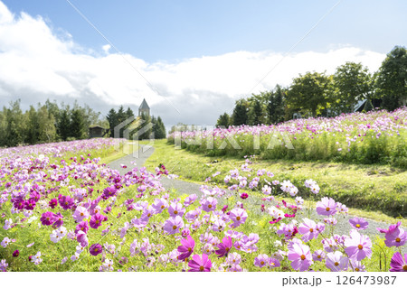 コスモス 滝野すずらん丘陵公園 札幌市 コスモス 滝野すずらん丘陵公園 札幌市 126473987