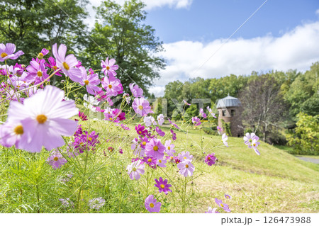 コスモス　滝野すずらん丘陵公園　札幌市 126473988