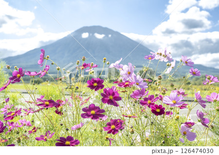 八幡ビューポイントパーキングからの羊蹄山 俱知安町 八幡ビューポイントパーキングからの羊蹄山 俱知安町 126474030