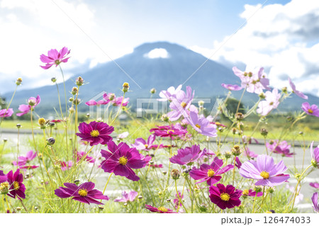八幡ビューポイントパーキングからの羊蹄山 俱知安町 八幡ビューポイントパーキングからの羊蹄山 俱知安町 126474033
