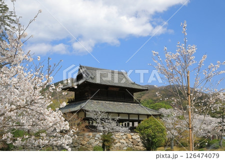岩国の吉香神社の満開の桜の中の錦雲閣の佇まい 126474079