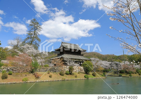 岩国の吉香神社の満開の桜に彩られた錦雲閣の眺め 126474080