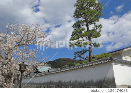 岩国の吉香公園の白壁が続く満開の桜並木の風景 126474088