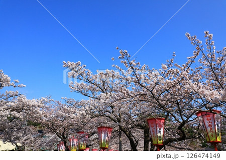 酒田市　日和山公園　満開の桜 126474149