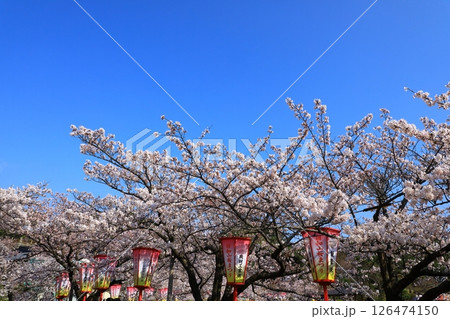 酒田市 日和山公園 満開の桜 酒田市 日和山公園 満開の桜 126474150