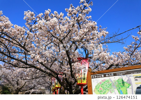 酒田市 日和山公園 満開の桜 酒田市 日和山公園 満開の桜 126474151