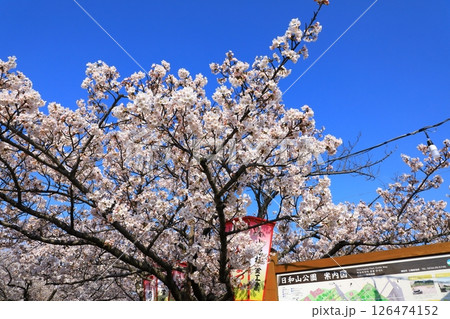 酒田市　日和山公園　満開の桜 126474152
