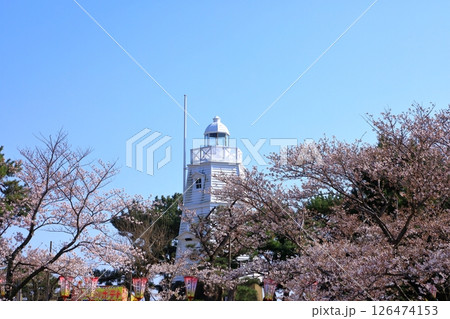 酒田市 日和山公園 満開の桜 酒田市 日和山公園 満開の桜 126474153
