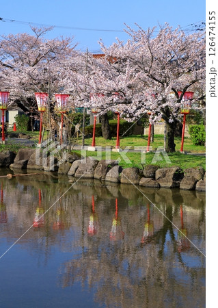 酒田市　日和山公園　満開の桜 126474155