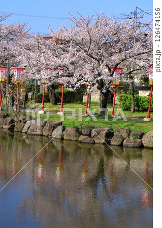 酒田市　日和山公園　満開の桜 126474156