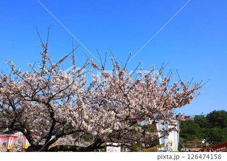 酒田市　日和山公園　満開の桜 126474158
