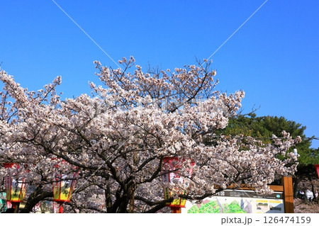 酒田市 日和山公園 満開の桜 酒田市 日和山公園 満開の桜 126474159