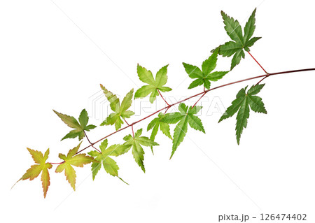 もみじの葉 126474402