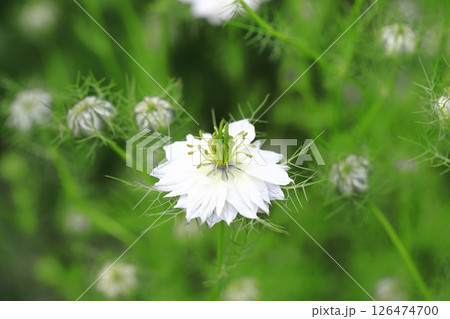 白いニゲラの花 白いニゲラの花 126474700