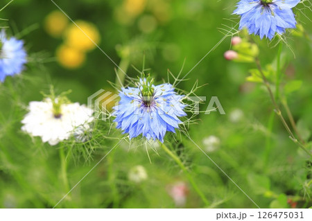 ブルーと白のニゲラの花   ブルーと白のニゲラの花   126475031