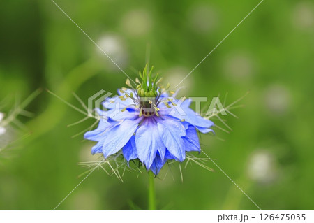 ブルーと白のニゲラの花   ブルーと白のニゲラの花   126475035