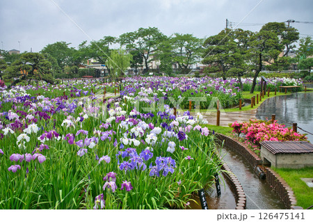 東京都　堀切菖蒲園　ほりきり葛飾菖蒲まつり 126475141
