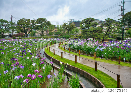 東京都　堀切菖蒲園　ほりきり葛飾菖蒲まつり 126475143