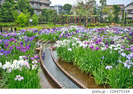 東京都　堀切菖蒲園　ほりきり葛飾菖蒲まつり 126475144