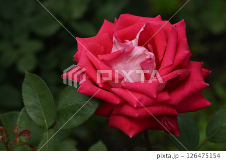 ラブ・バラ 126475154