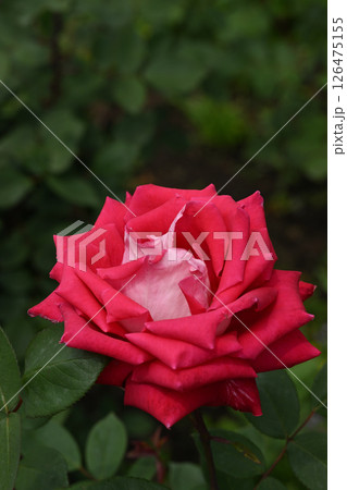 ラブ・バラ 126475155