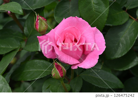 ザ・マッカトニーローズ ザ・マッカトニーローズ 126475242