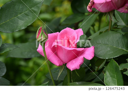 ザ・マッカトニーローズ ザ・マッカトニーローズ 126475243