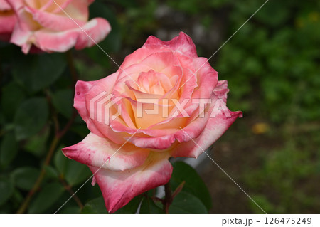 ダイアナ・プリンセス・オブ・ウェールズ 126475249